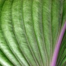 leaf closeup photoshop contest